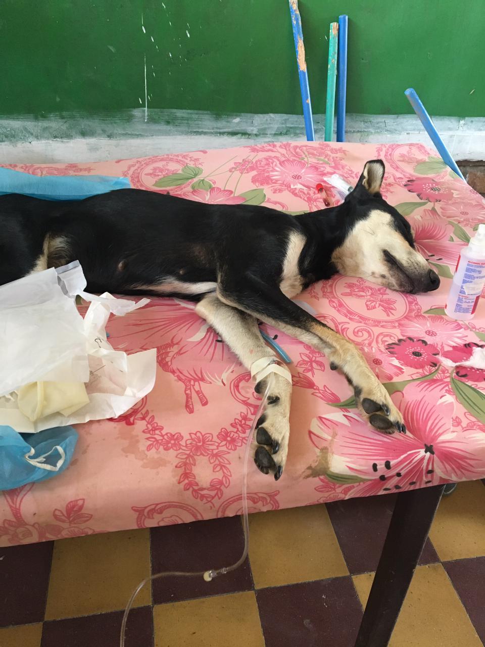 En imagen, el perrito que contrajo el covid-19 en Honduras. Es el primer caso que se ha detectado en un animal canino en todo el territorio nacional.