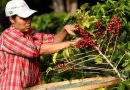Gobierno de Honduras anuncia beneficio para al menos 100 mil productores de café