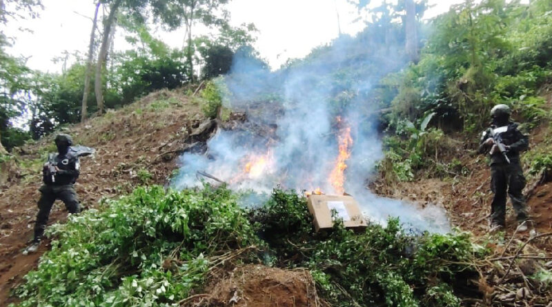 Erradican 20 mil arbustos de hoja de coca en Colón